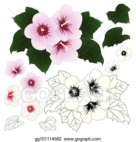 hibiscus clipart hibiscus syriacus