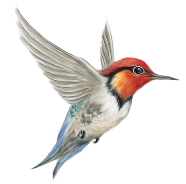 hummingbird clipart watercolor