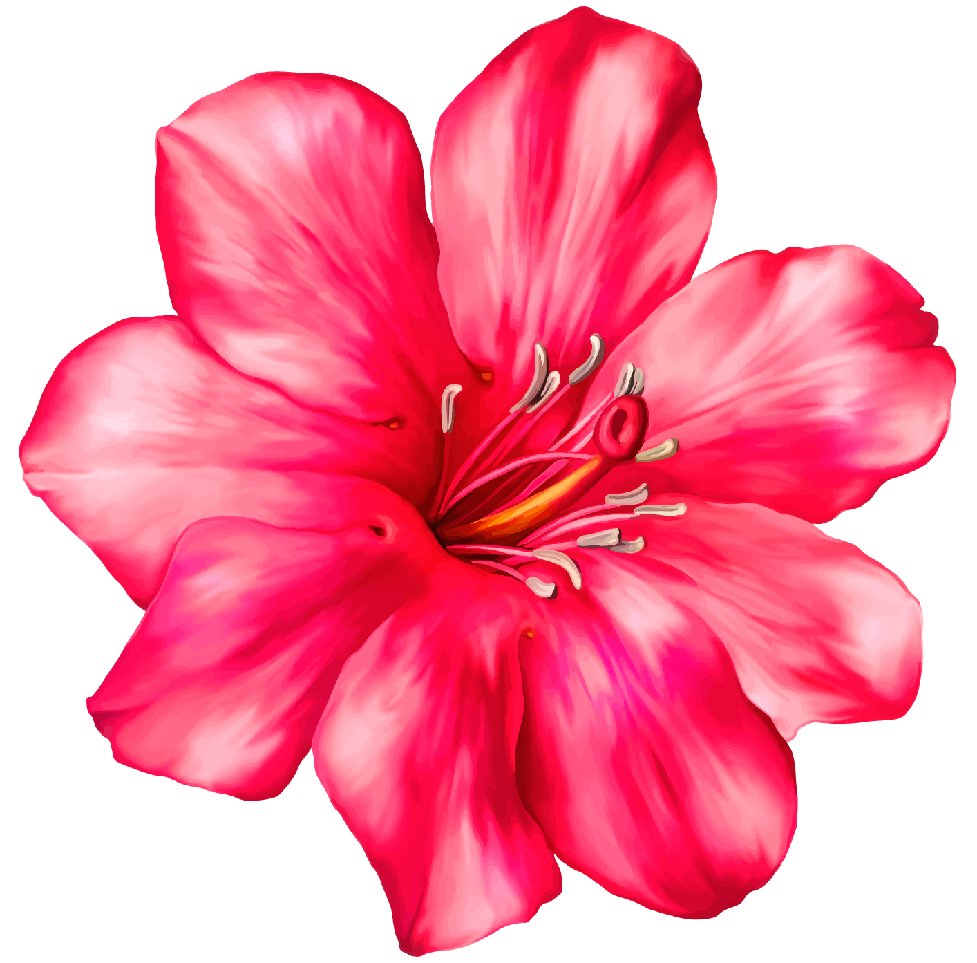 hibiscus clipart jpeg