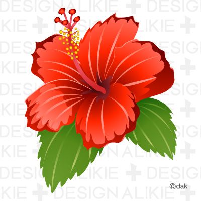 hibiscus clipart native flower