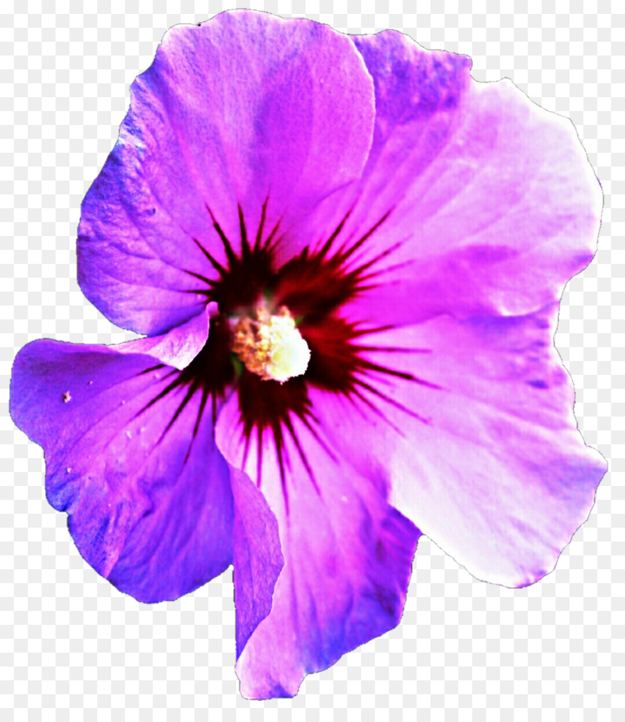 hibiscus clipart purple hibiscus