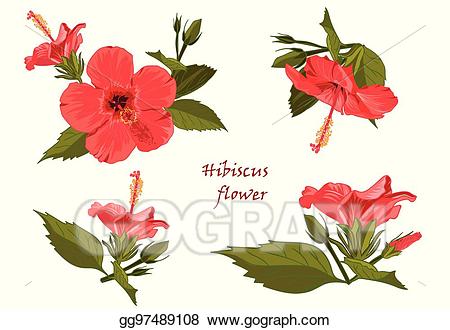 hibiscus clipart realistic