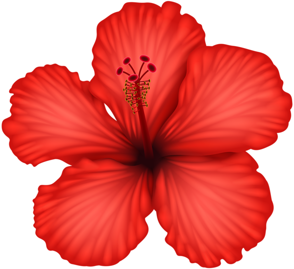Hibiscus red object