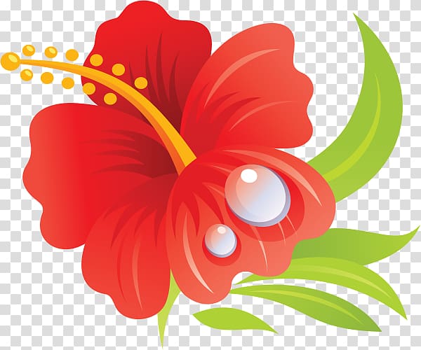 Hibiscus clipart shoe. Hawaiian drawing shoeblackplant flower