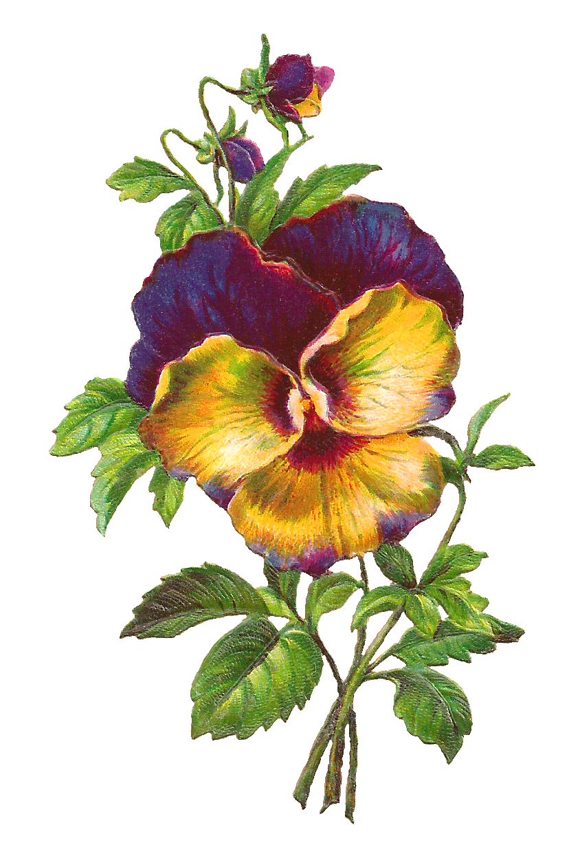 hibiscus clipart shoeflower