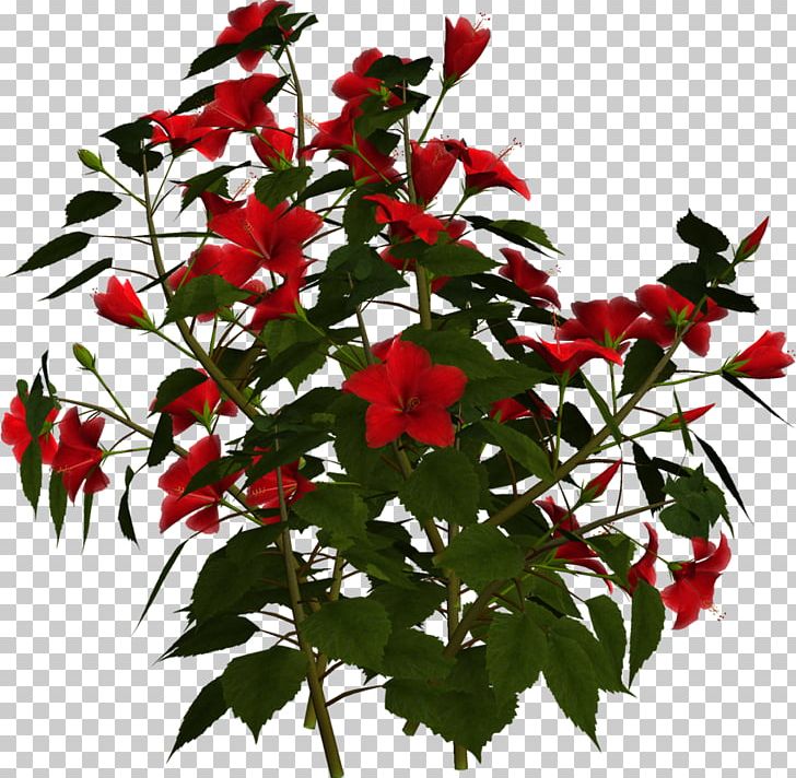 Hibiscus clipart shurbs. Shrub flower branch rose