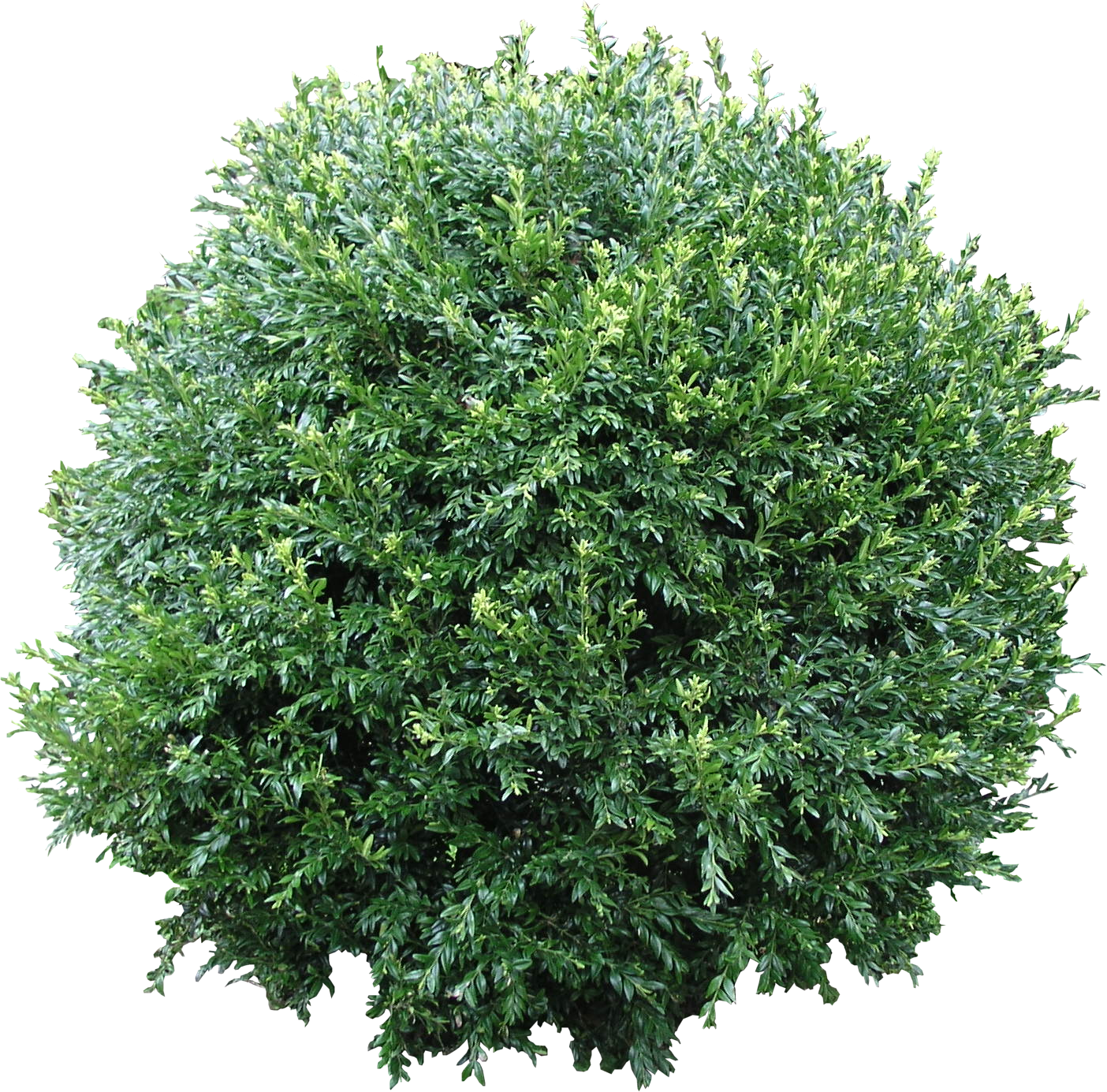 Hibiscus clipart shurbs. High quality flora png