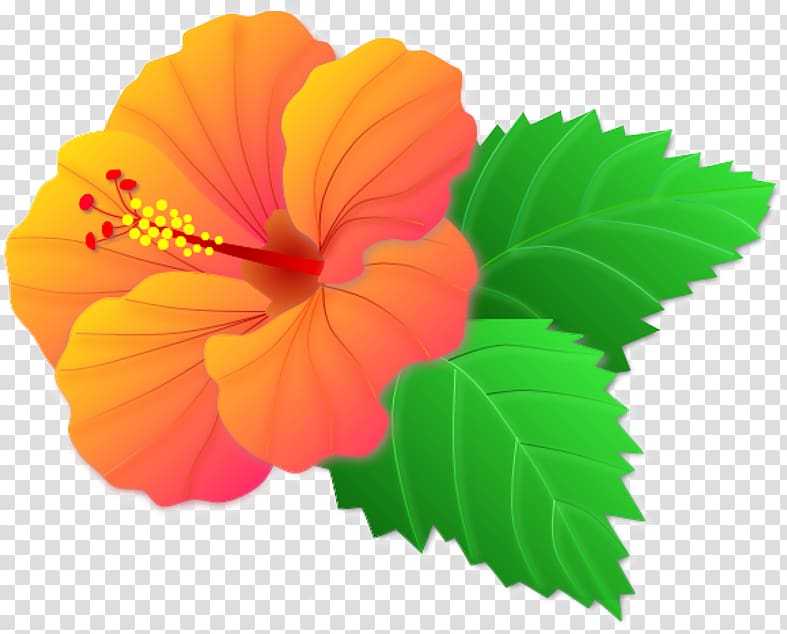Shoeblackplant mallows flowering plant. Hibiscus clipart summer flower