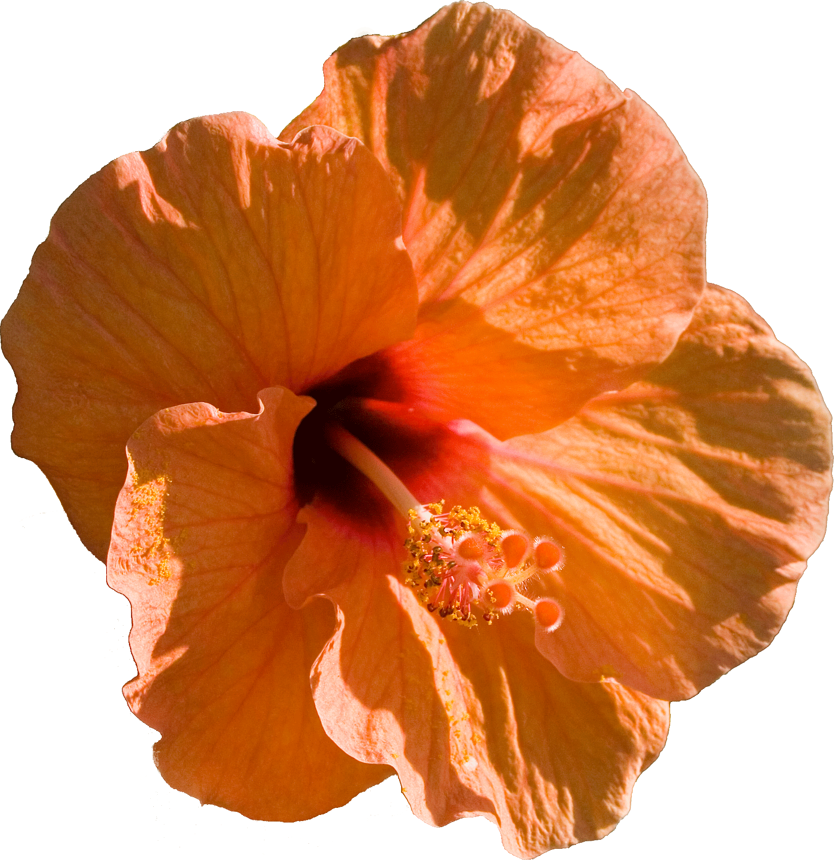 Free nature images gif. Hibiscus clipart transparent background