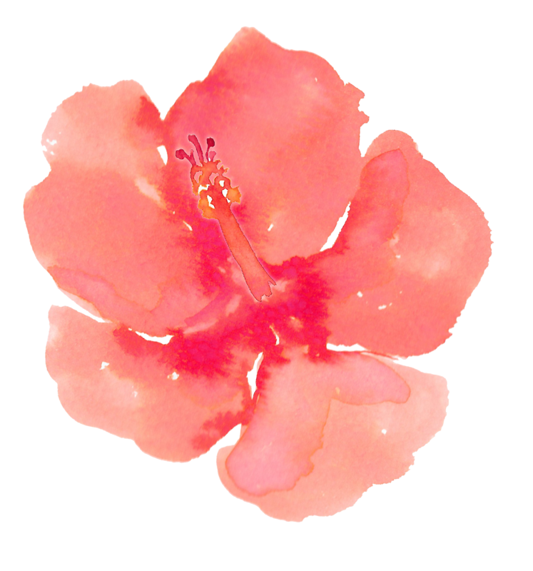 hibiscus clipart watercolor