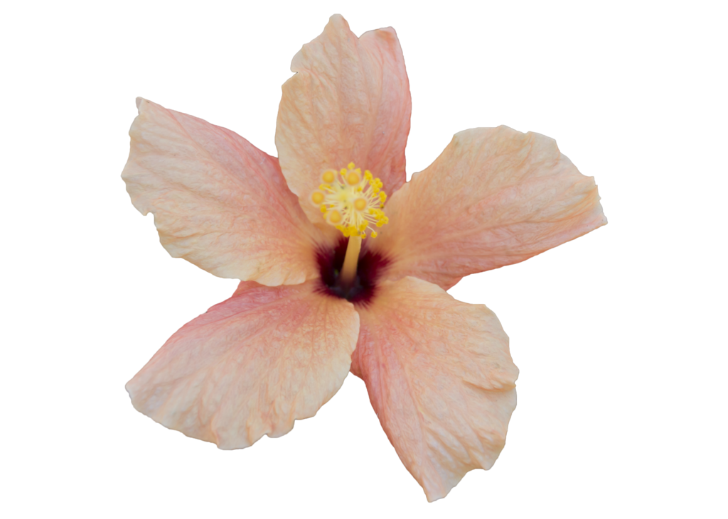 Orange free to use. Hibiscus flower png