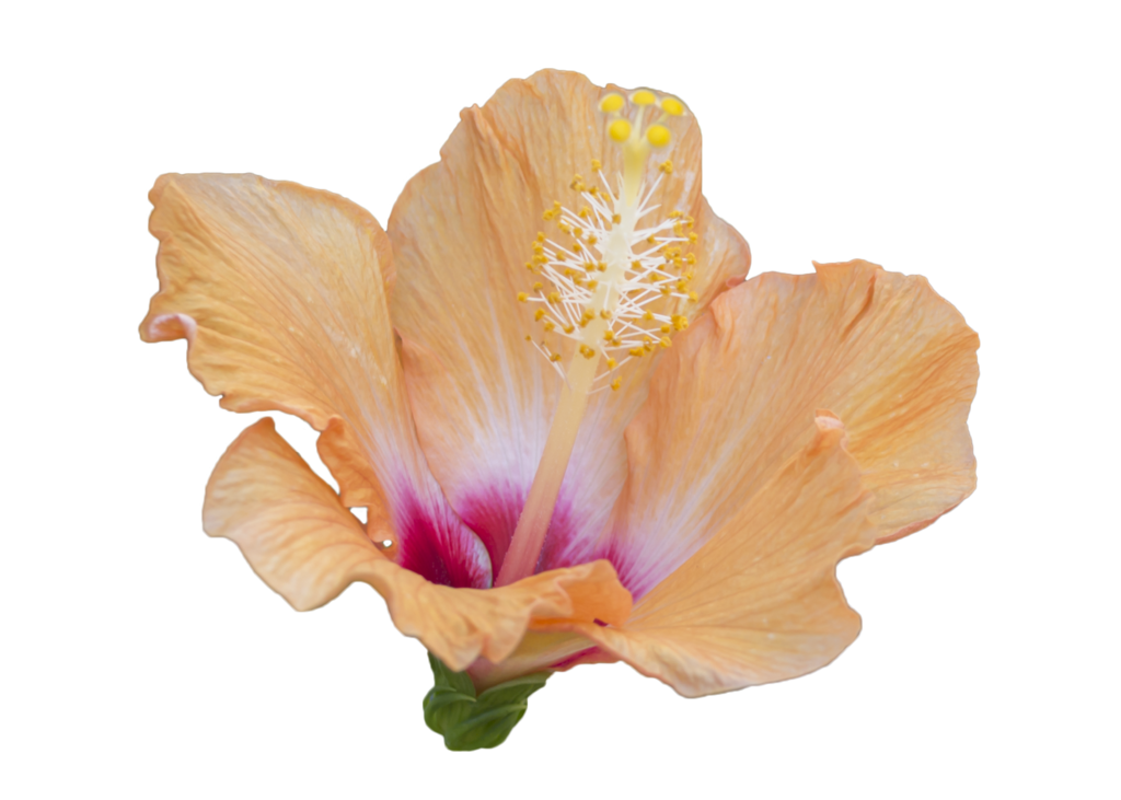 Hibiscus flower png. Orange free to use