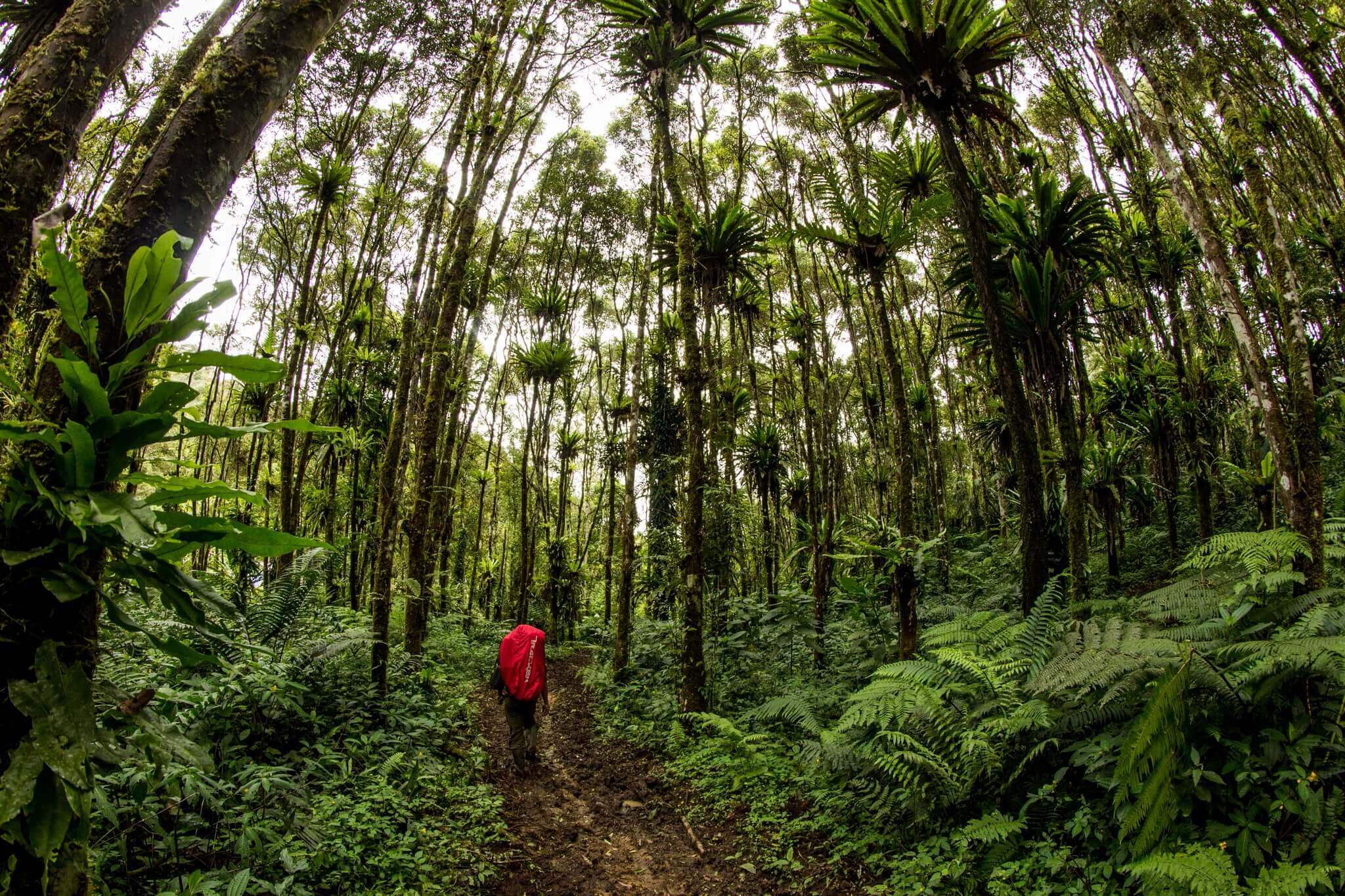 Free hiking download clip. Hiker clipart jungle trekking