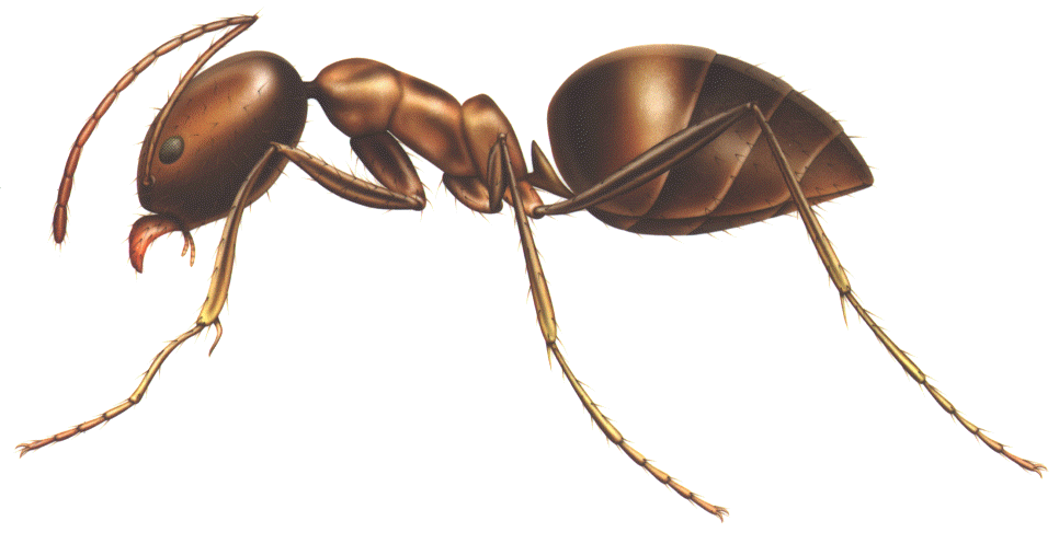 insects clipart fire ant