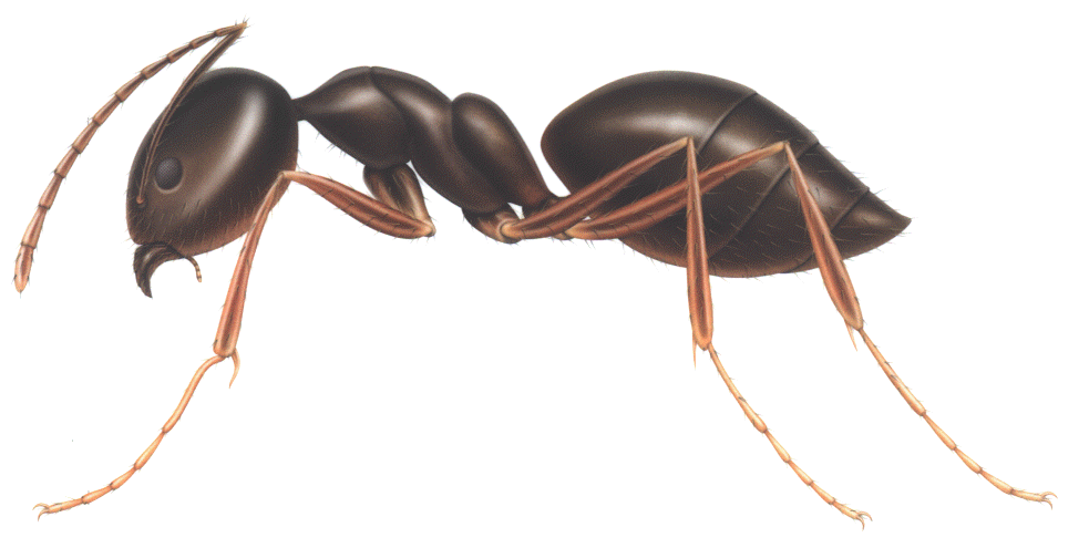 hill clipart ants marching