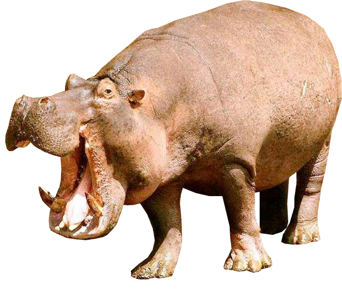 hippo clipart moving