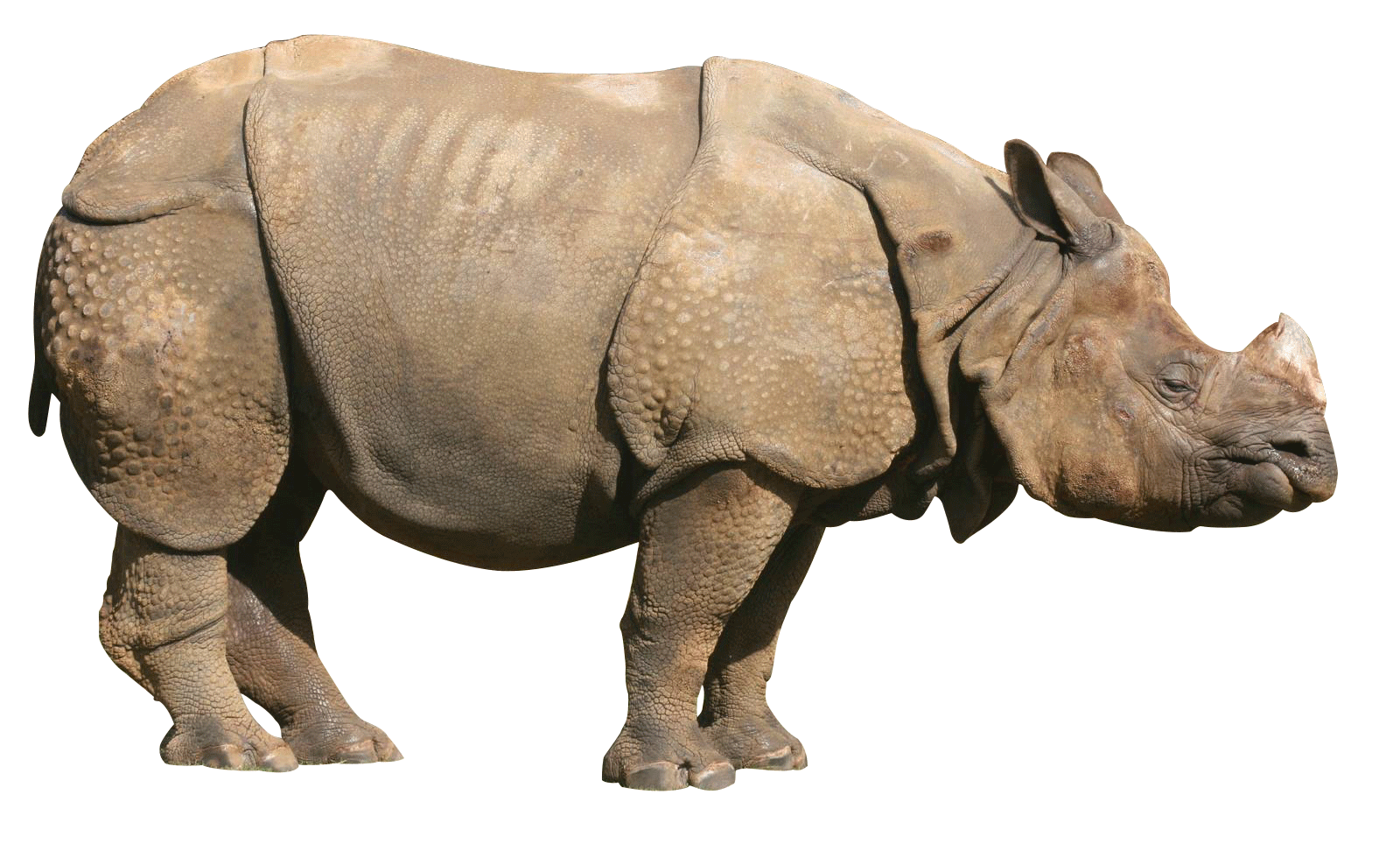 hippo clipart rhino