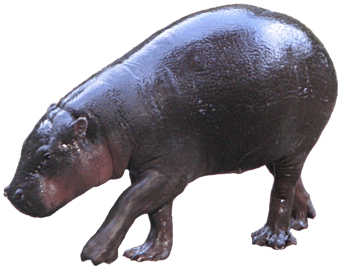 hippo clipart zoo animal