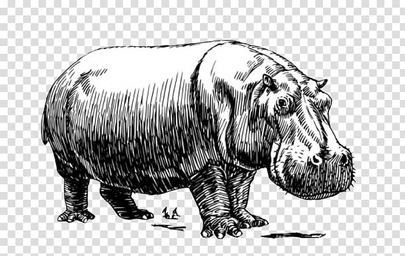 hippopotamus clipart sketch