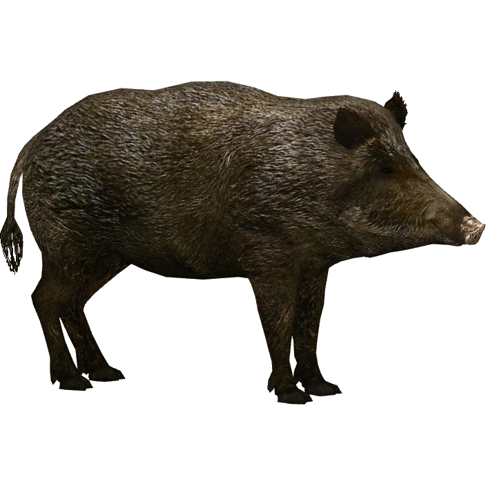 Wild boar wildlife clip. Hog clipart brown pig