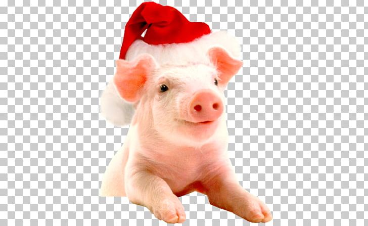 hog clipart christmas