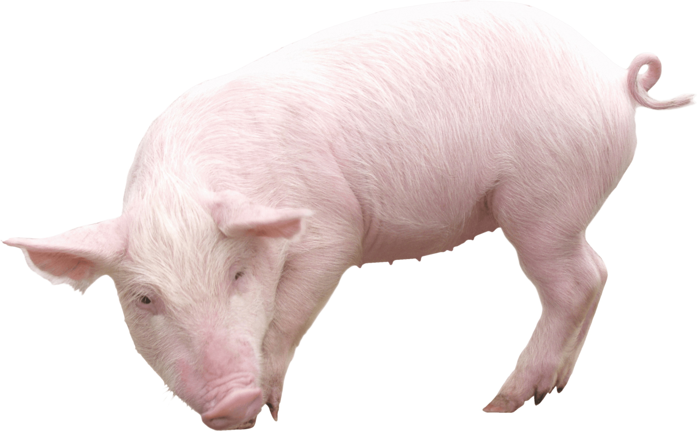 hog clipart clean pig