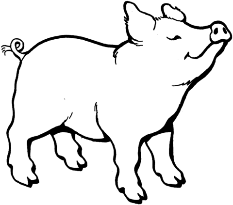 hog clipart coloring