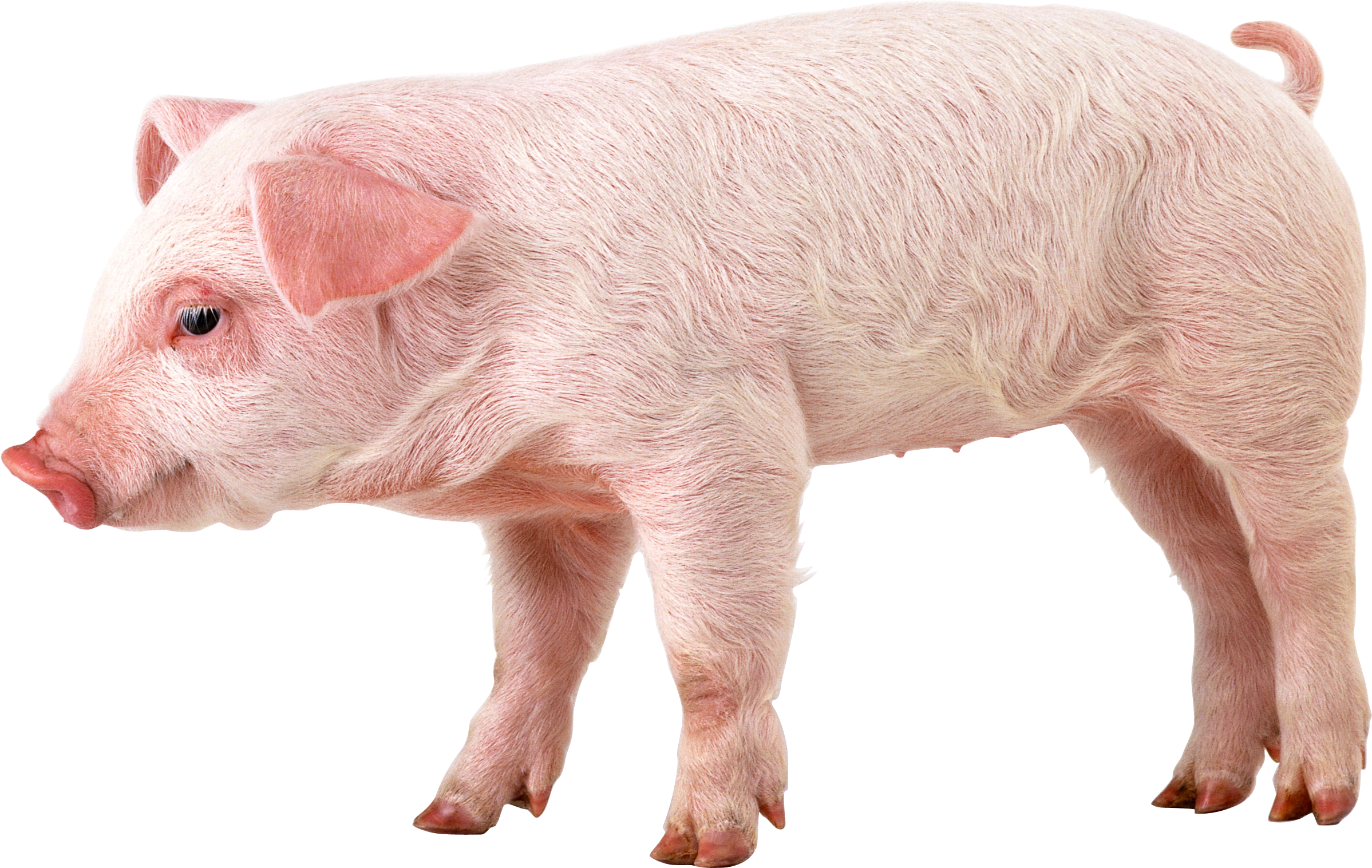 Pig png images free. Hog clipart common animal