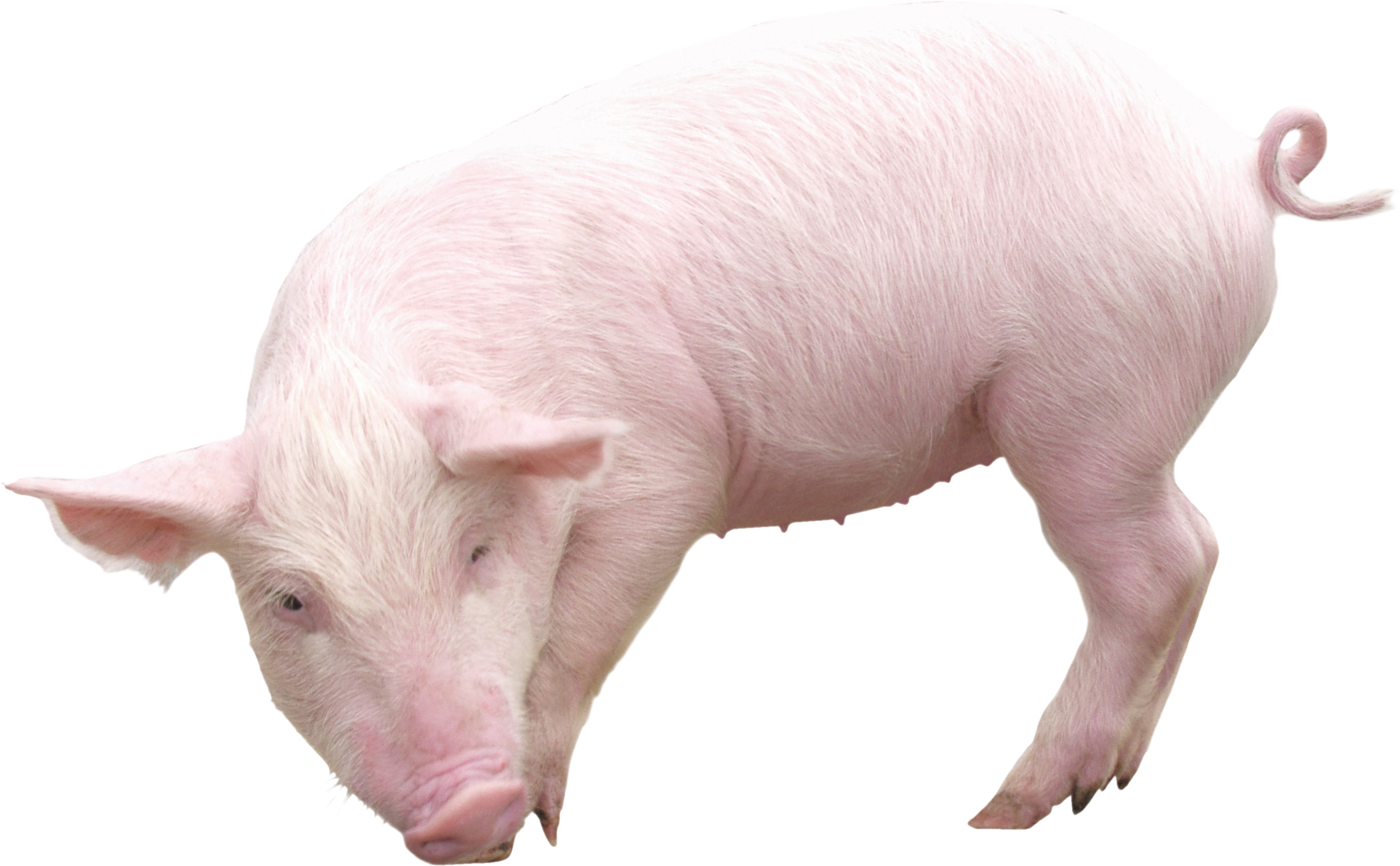 Hog clipart common animal. Pig png pinterest and