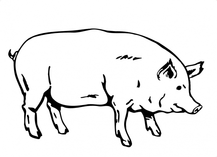 Free outline of a. Hog clipart drawing