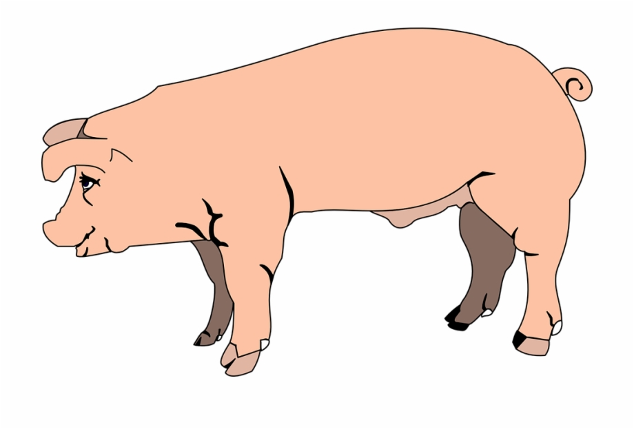 hog clipart farm pig