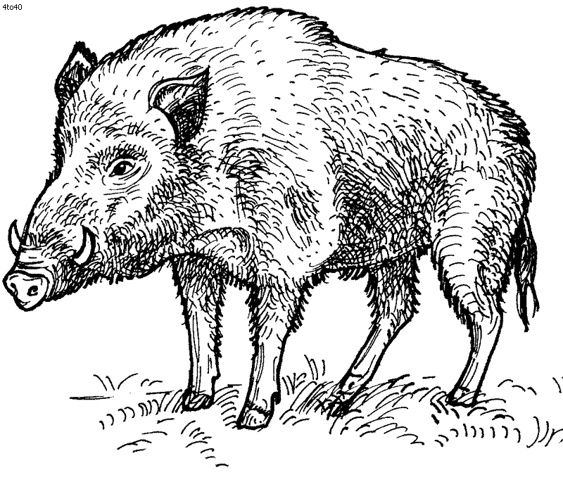hog clipart feral pig