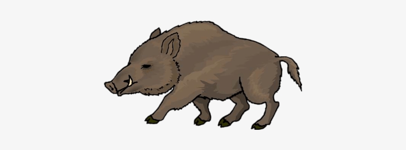 Wild boar drawing free. Hog clipart feral pig