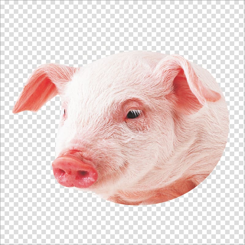 Hog clipart mini pig. Co miniature transparent background