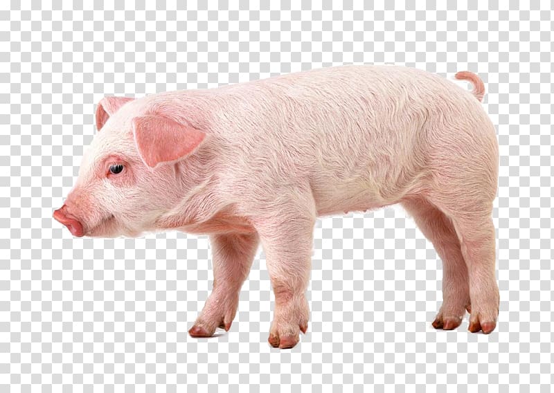 hog clipart mini pig