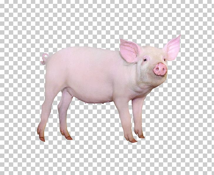 hog clipart mini pig