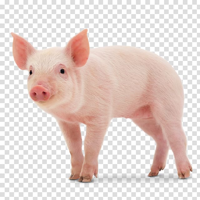 One piglet middle white. Hog clipart mini pig