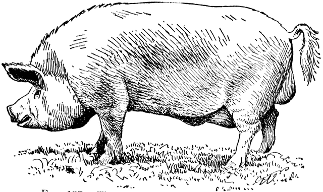 Yorkshire etc . Hog clipart old pig