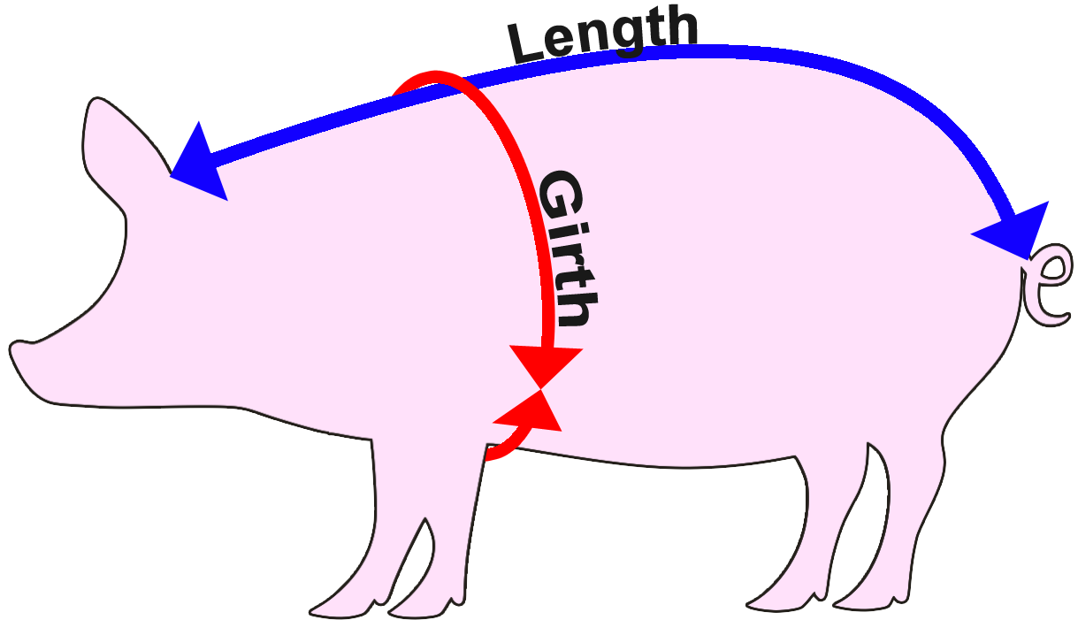 hog clipart old pig