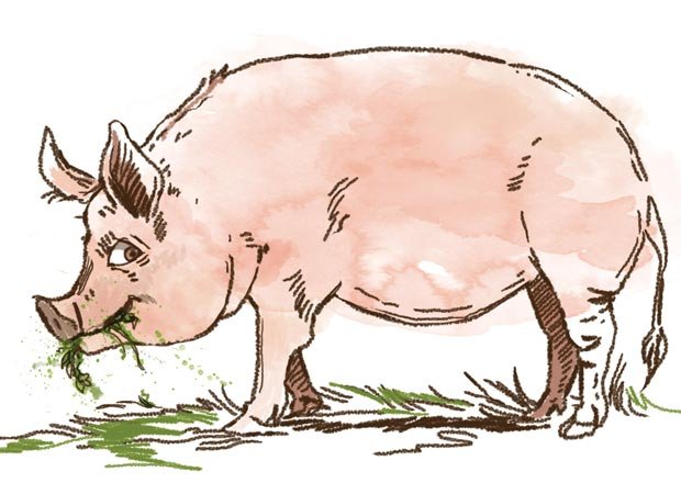 hog clipart old pig