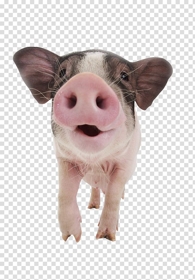 hog clipart pig ear
