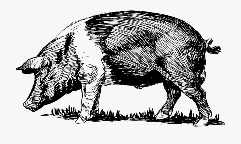 pigs clipart sketch
