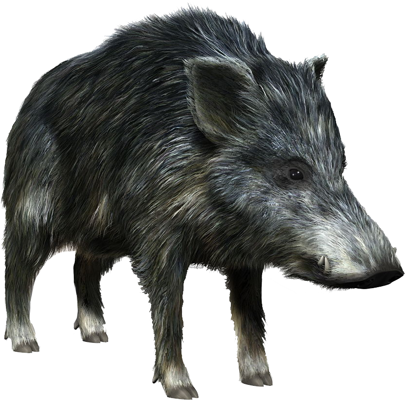 hog clipart wild boar