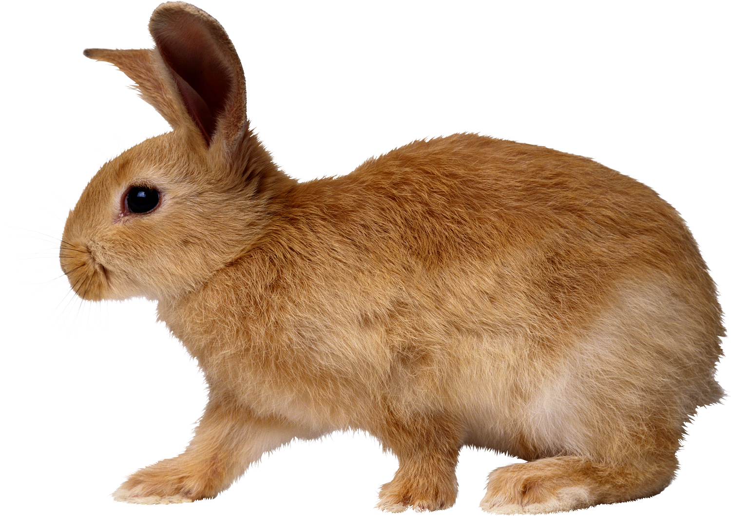 Clip art rabbit clipartfest. Hole clipart bunny