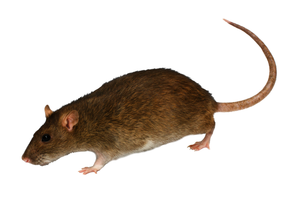Rat desert mouse