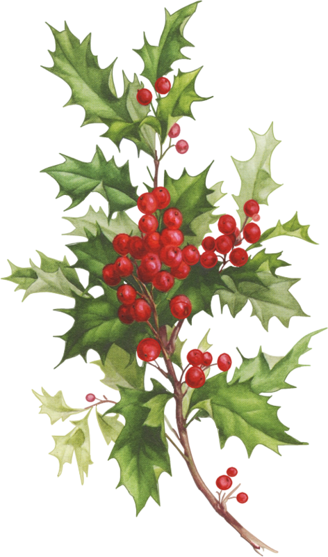 holly clipart wild berry
