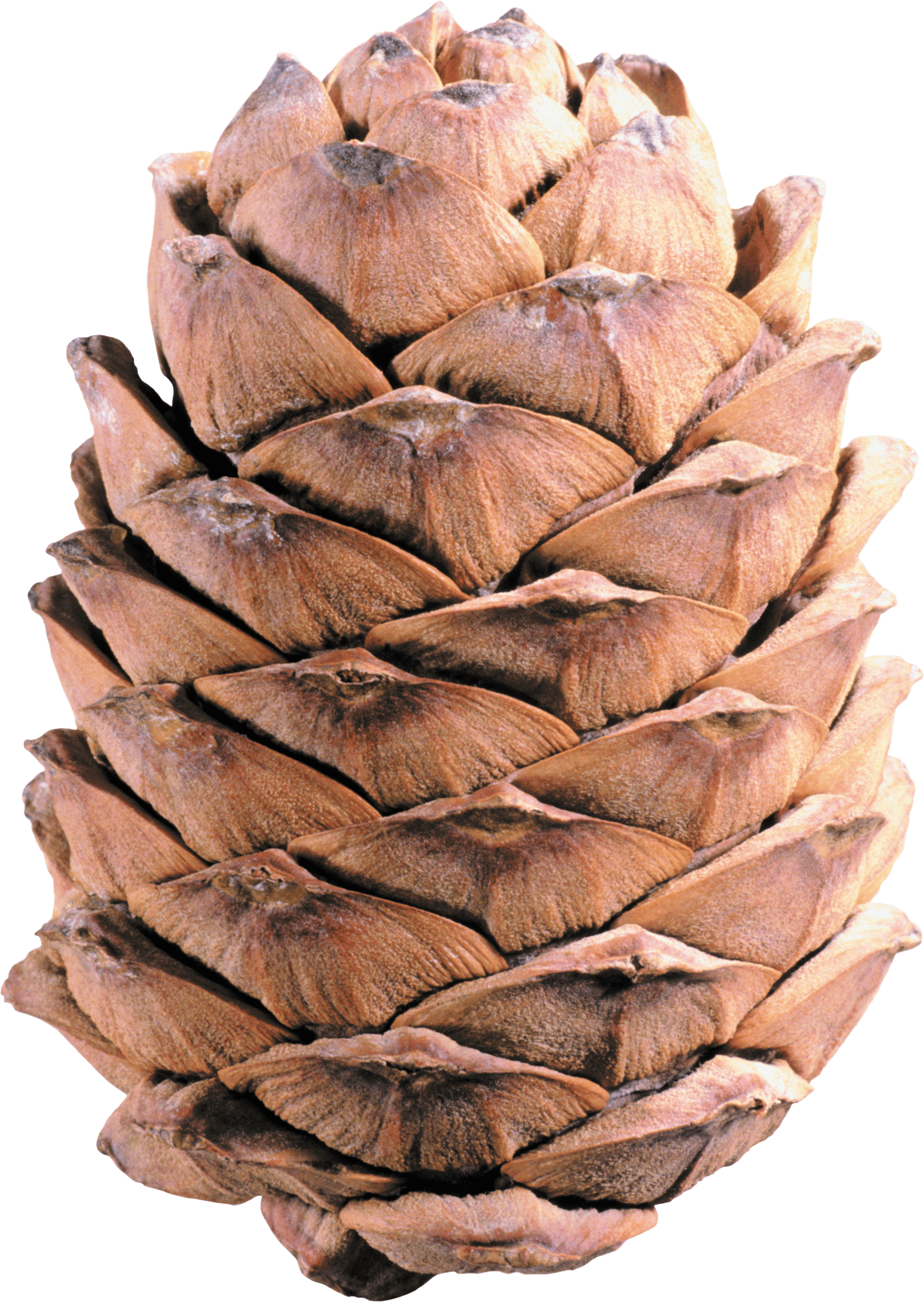 Group pine cone transparent. Holidays clipart pinecone