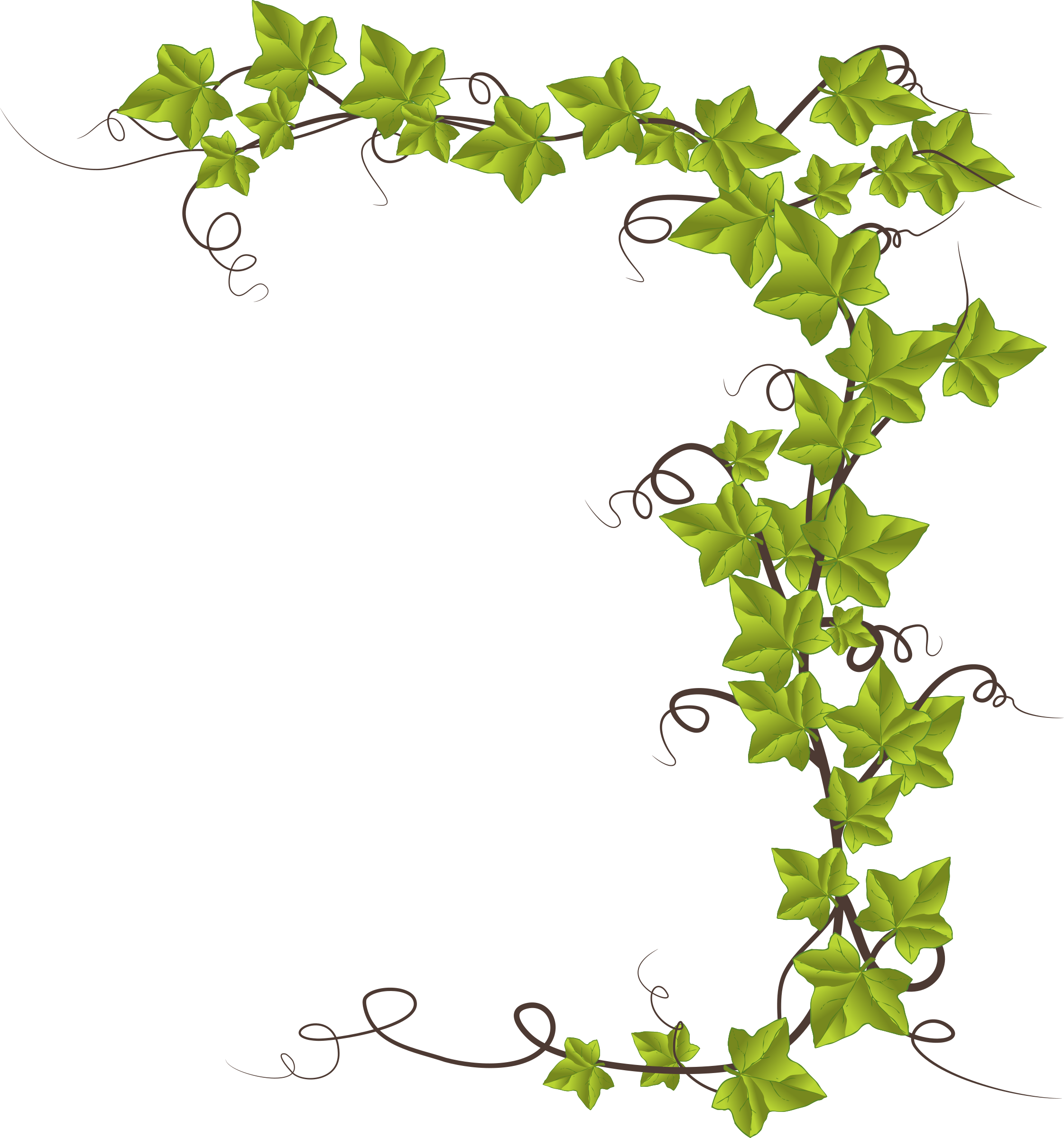 Vine Clipart Olive Flower Vines Free Transparent Png - vrogue.co