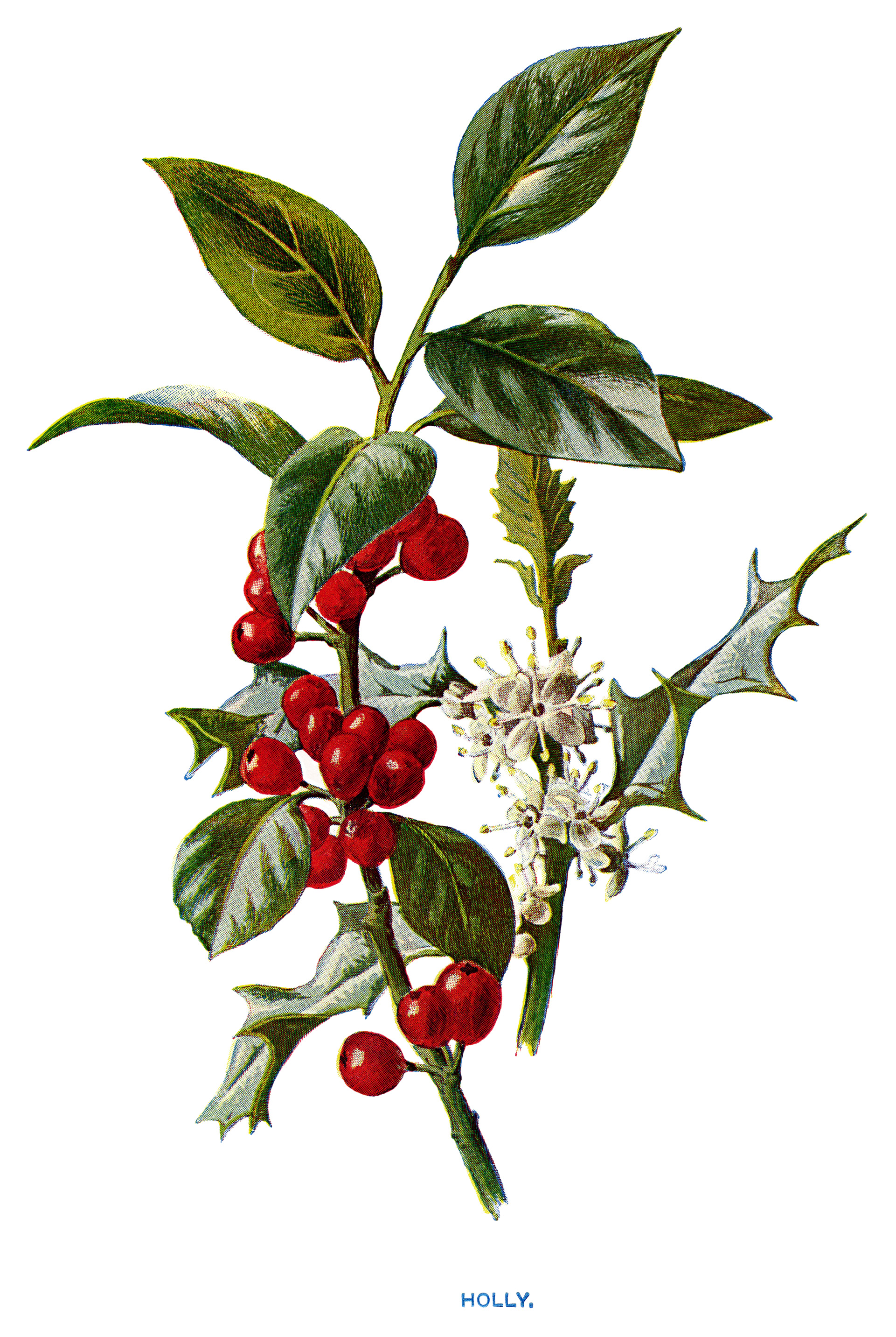 holly clipart botanical illustration