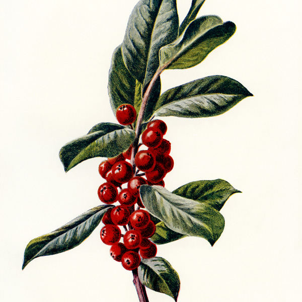 holly clipart botanical illustration